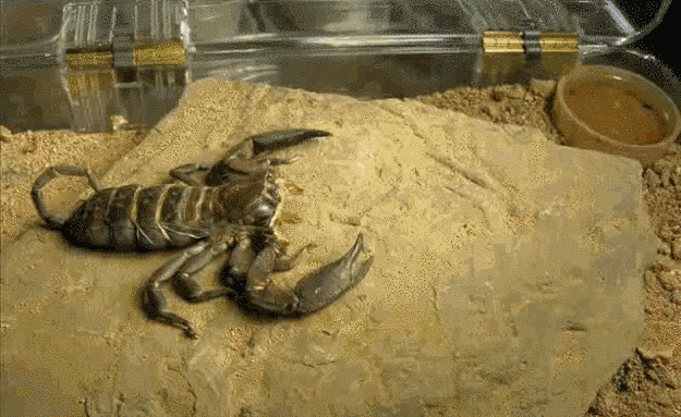 Molting scorpion, anyone?