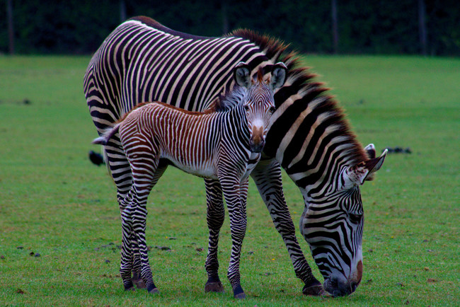 Zebras: 12 months