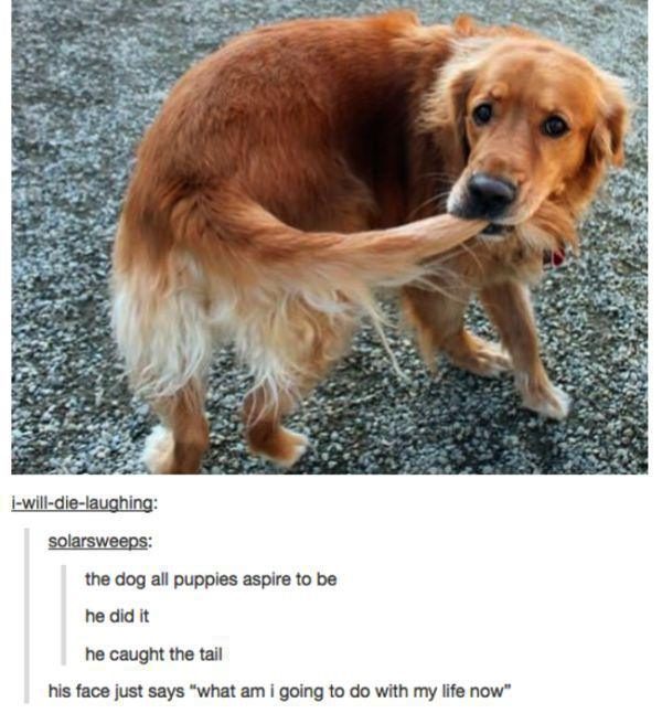 He's a hero among canines.