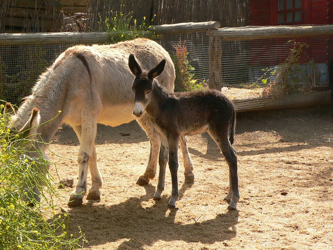 Donkeys: 14 months