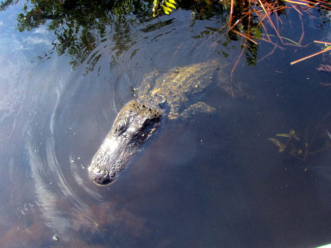 What he didn't know was that an 11-foot alligator was waiting for him. This alligator tore the criminal up so badly that it took 10 days for investigators to find any trace of him.
