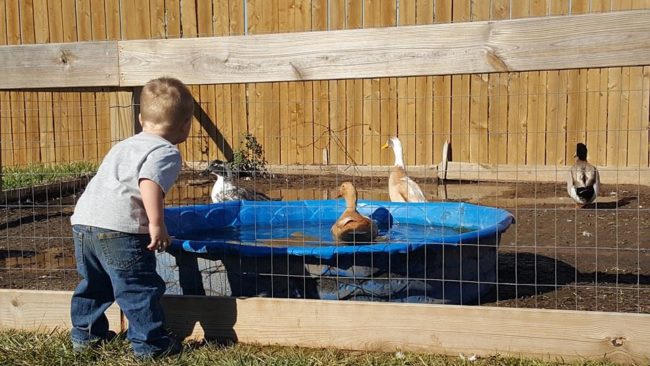 Here's how most people hang out with ducks. 