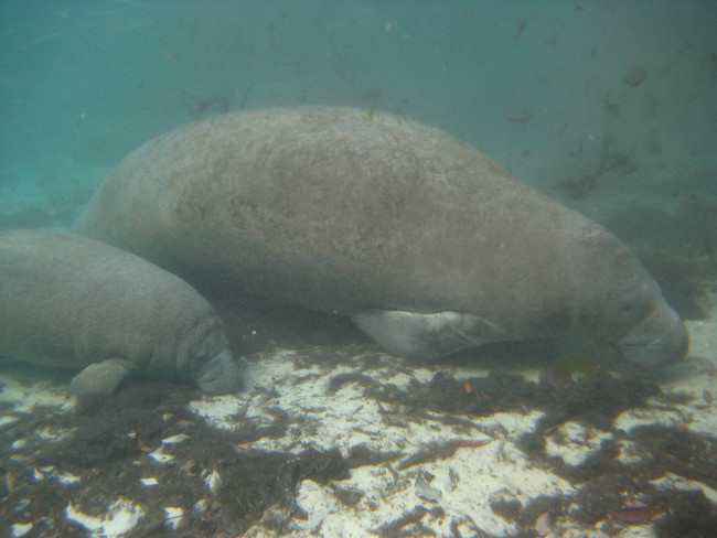 Manatees: 13 months