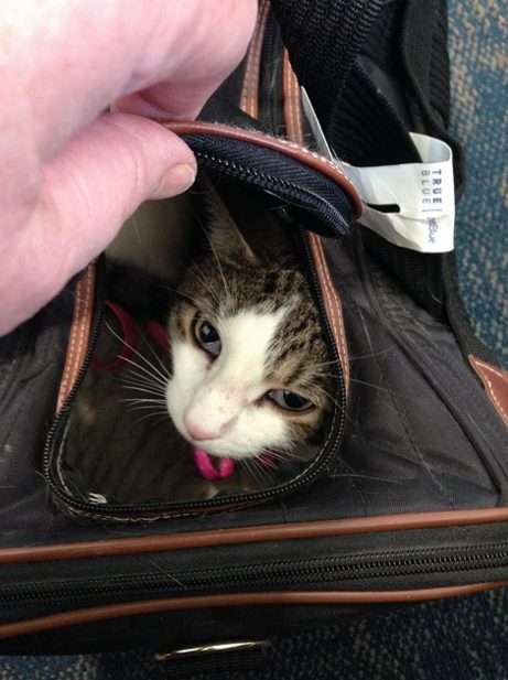 Put your pet's name on the piece of luggage that they will be traveling in, since things will be much easier for your pet if flight attendants and baggage workers can call them by name.