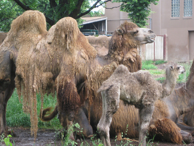 Camels: 14 months