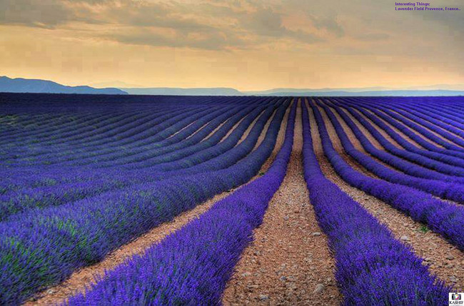 Stop and smell the lavender in Provence.