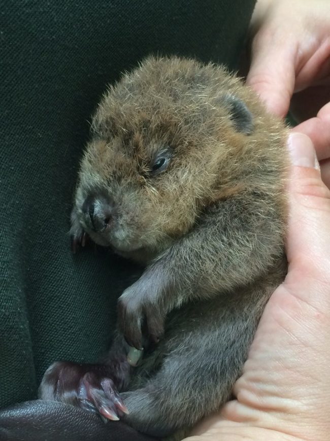 Baby beavers? Yep.