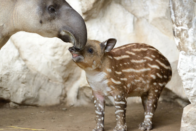Tapirs: 13 months