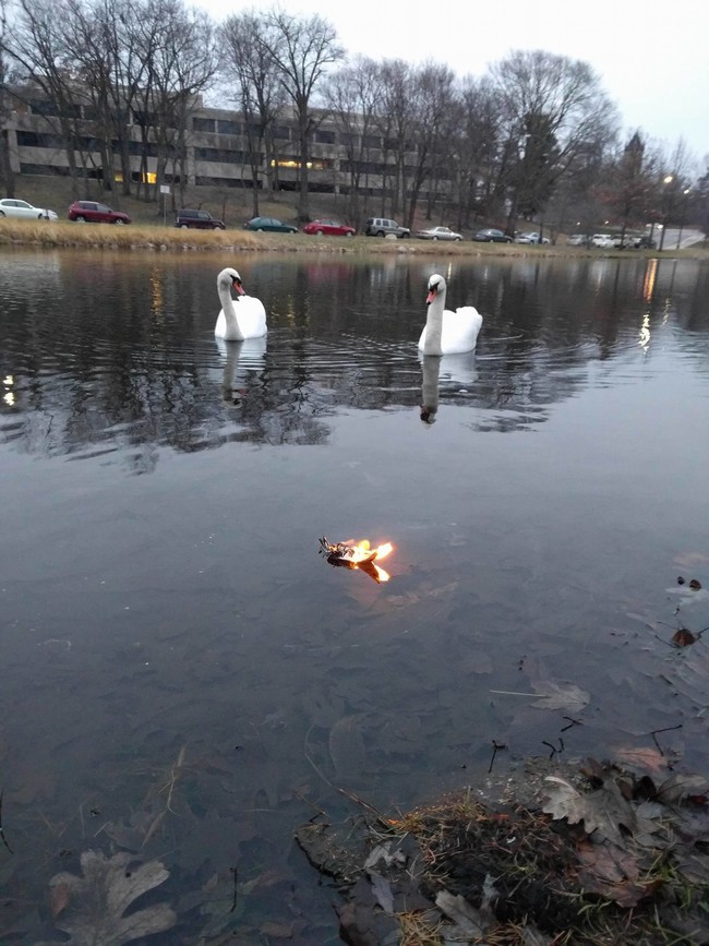 These swans seem like they were intrigued by the process, too.