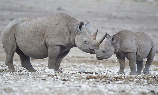 Black rhinos: 17 months