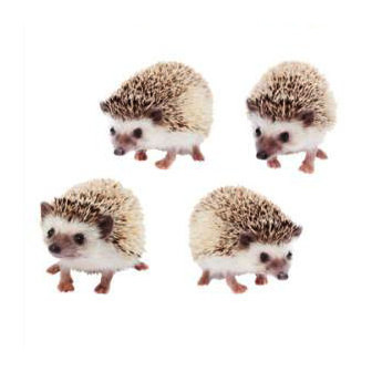 And these <a href="https://www.etsy.com/listing/186356086/hedgehogs-stickers-hedgie-sticker-2?ref=market" target="_blank">hedgehog stickers</a> will make a great focal point for the next project.