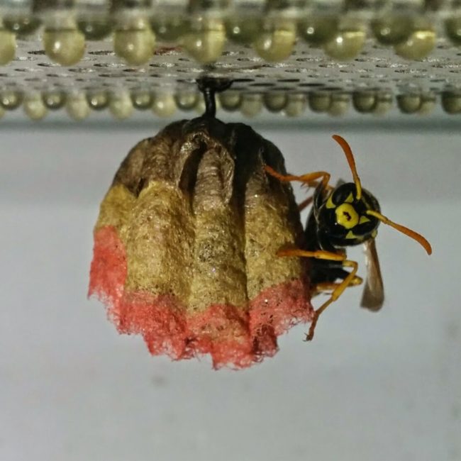 When it comes time to breed, wasps build complex nests to house their little ones. European paper wasps -- the bugs used in this experiment -- are no different.