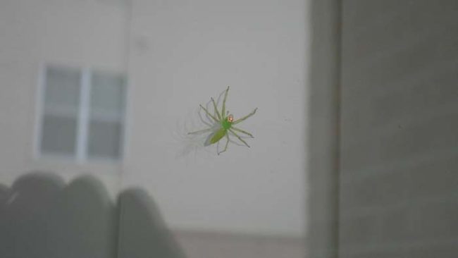 This green beauty has been protecting this Redditor's window all year long.