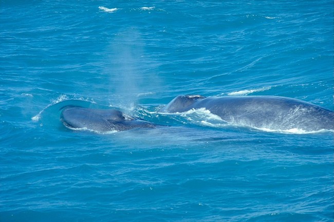 Blue whales: 12 months