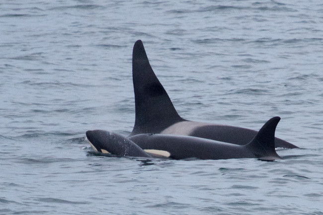 Orcas: 16 months