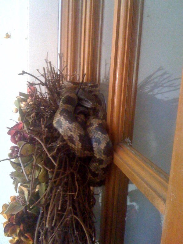 ...That is, until you realize there's a Christmas snake in there, ready to pounce on any Scrooge that wants to take down his wreath-y home.