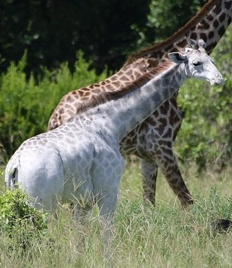 Because of this giraffe's white appearance, locals have named her "Omo," which is a popular brand of detergent in Tanzania. An original name for an original girl!
