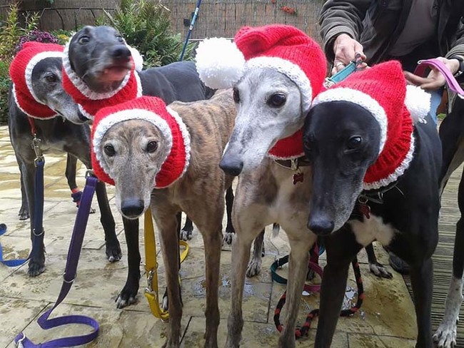 The Greyhound Rescue Northeast shelter in Tyne &amp; Wear benefited from her charitable work...but now her business, Knitted With Love, is helping shelters across the U.K.