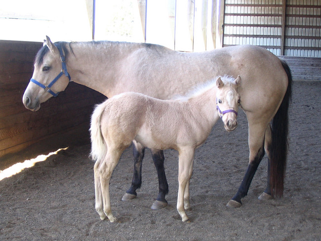 Horses: 11 months