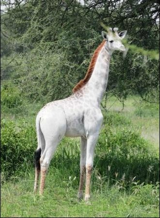 This rare giraffe was first seen at the Tarangire National Park in Tanzania, and the photos were posted to the <a href="http://www.wildnatureinstitute.org/blog/leucistic-giraffe-alive-and-well-in-tarangire" target="_blank">Wild Nature Institute</a>'s website. As you can see, she's a stunning animal.