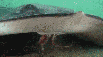 That crab never stood a chance against this hungry stingray.