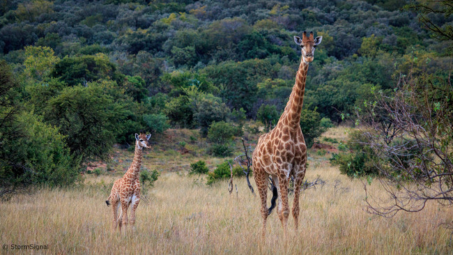 Giraffes: 15 months