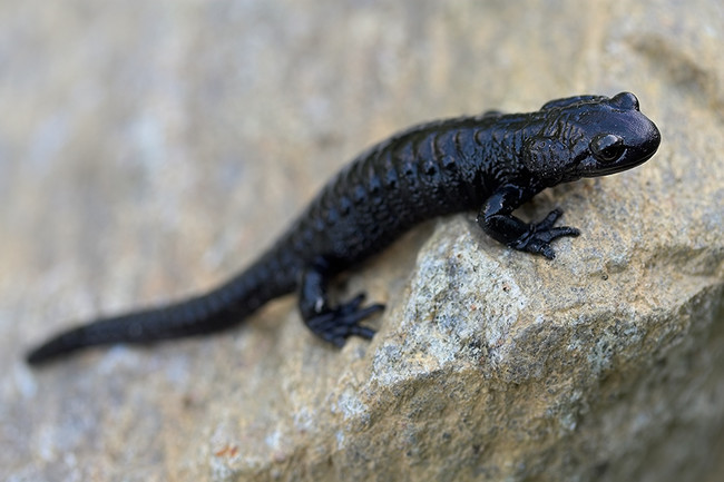 Alpine salamanders: 2 years