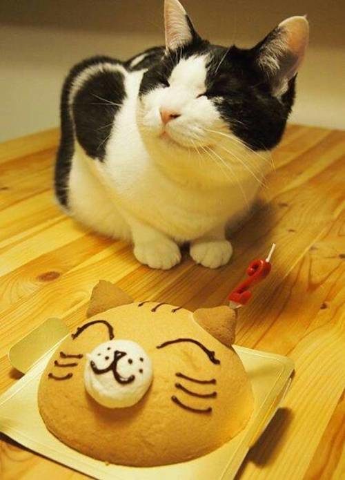 "I am cat, and this cake is also cat."
