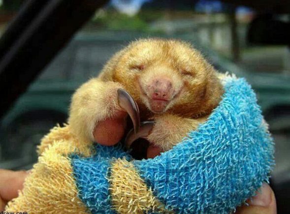 As it turns out, pygmy anteaters are the cutest animals ever. Who knew?