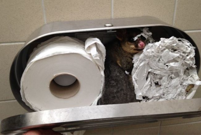 In February 2016, park rangers at the at Yarra Bend Park in Melbourne, Australia, were greeted by the sight of a <a href="http://honesttopaws.com/possum-in-the-toilet-paper/?as=5HX1" target="_blank">possum</a> nestled inside a toilet paper dispenser in a restroom. They were able to safely remove and relocate the little guy to a box attached to a tree.