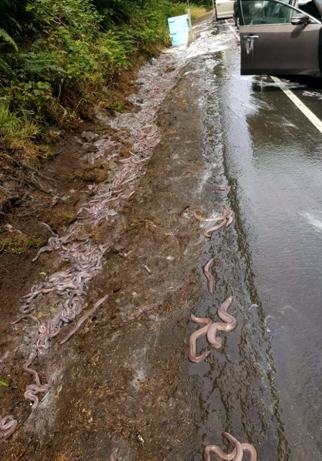 Last week, a truck hauling 7,500 pounds of hagfish, also known as slime eels, was traveling to export the fish to South Korea, where they're eaten. It didn't go well. 