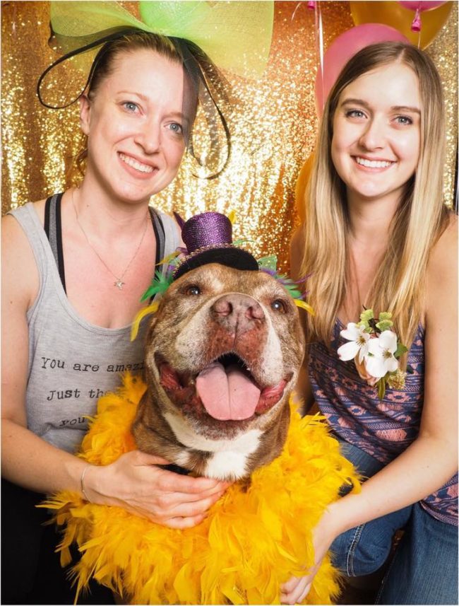 Maricopa County Animal Care and Control in Phoenix, Arizona, recently hosted a senior prom for dogs seven years and older. They were dressed in their finest to meet potential adopters!