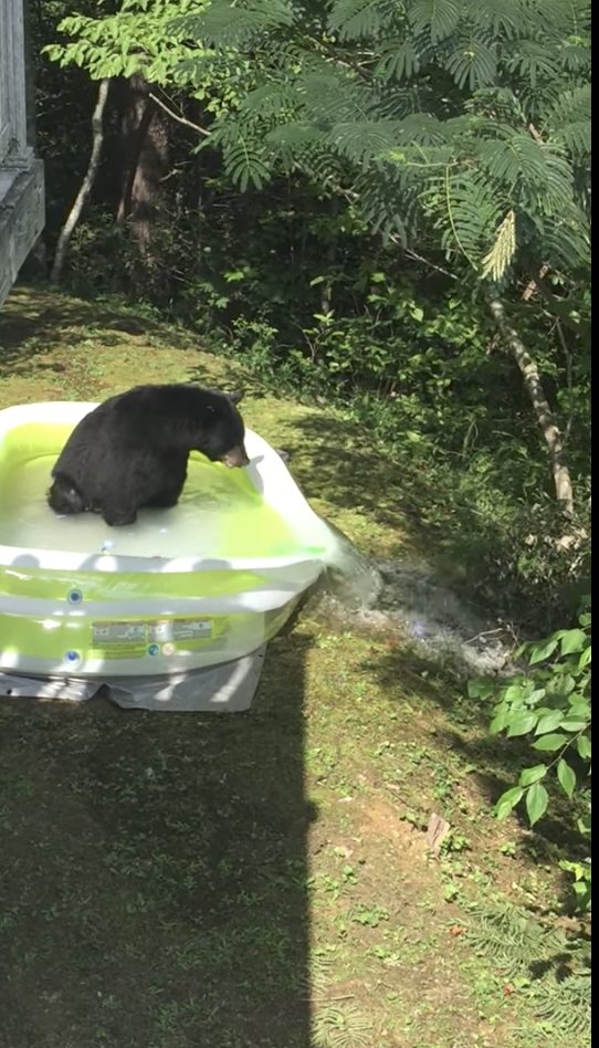 Sadly, all that excitement led the bear to tear a hole in the pool and ruin the fun.