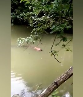 On Wednesday morning, villagers saw something floating in the water towards them. It was being pushed along by a crocodile.
