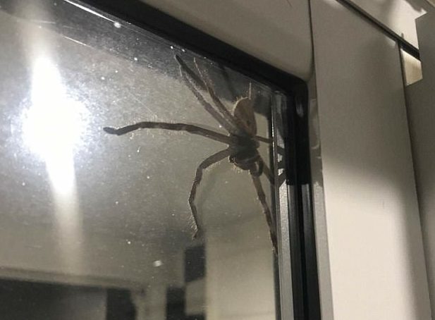 This is a huntsman spider and it is beyond enormous. First, they gently shooed it away, which made it angry.