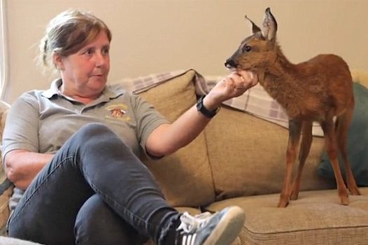 The fawn is a roe deer, and her rescuers have been hand-rearing her and letting her hang out in their living room. They feed her lamb's milk. 