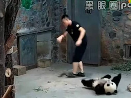 The video shows agitated baby pandas being shoved and thrown around their enclosure by keepers who seem cruel and unaffected. 