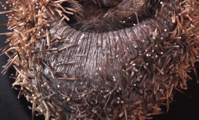 Hedgehogs can have as many as 8,000 spines, and as shown below, most of his had been cut.