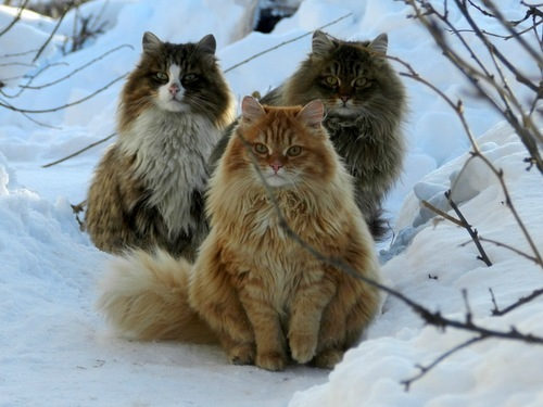 They're judging you because you don't have fur like them.