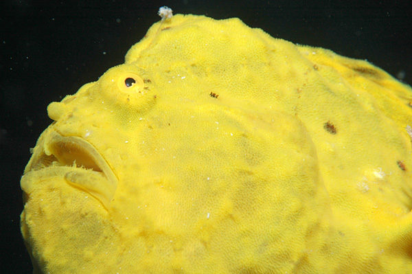 The frogfish also has the fastest bite of any vertebrate, chomping down on its food at the speed of a .22 rifle bullet. Now that sounds pretty alien to me!
