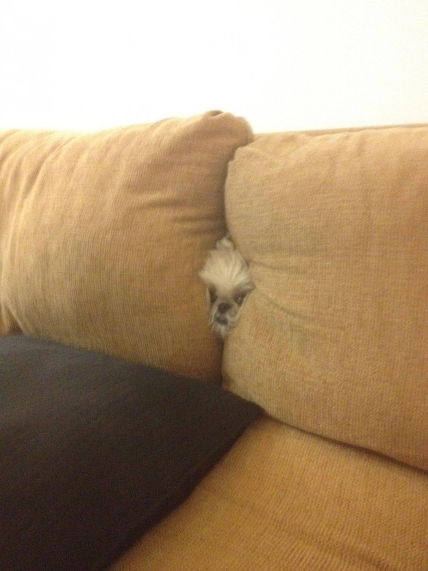 "I cannot couch."