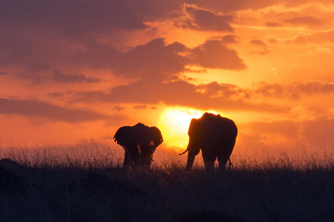See a sunset on a safari in Kenya's Masai Mara.