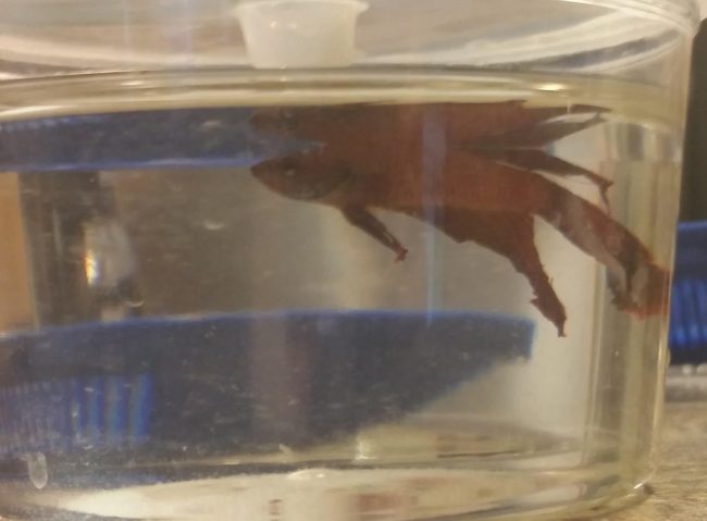 Katie took the fish home and gave it some medicine. After a few days, it started showing signs of life, but not much. Katie dutifully named it 'SadFish.'