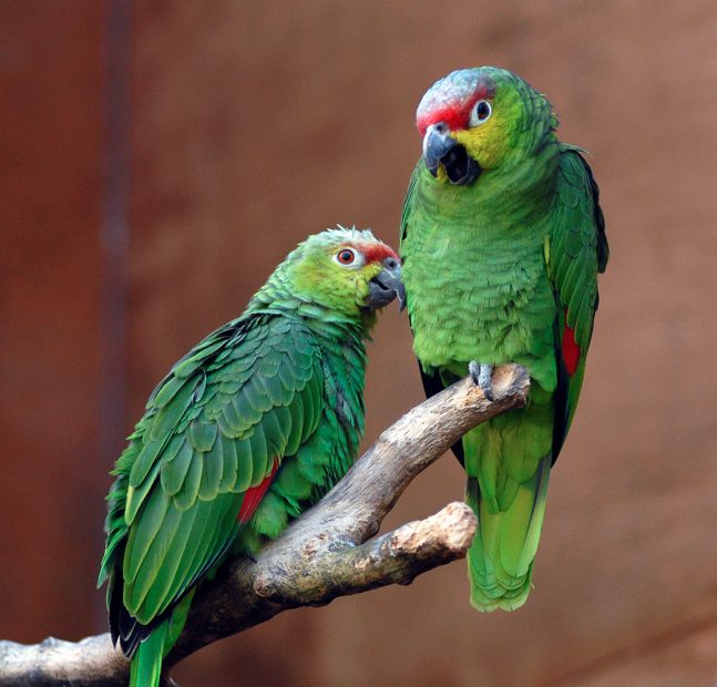 Why do parrots talk?