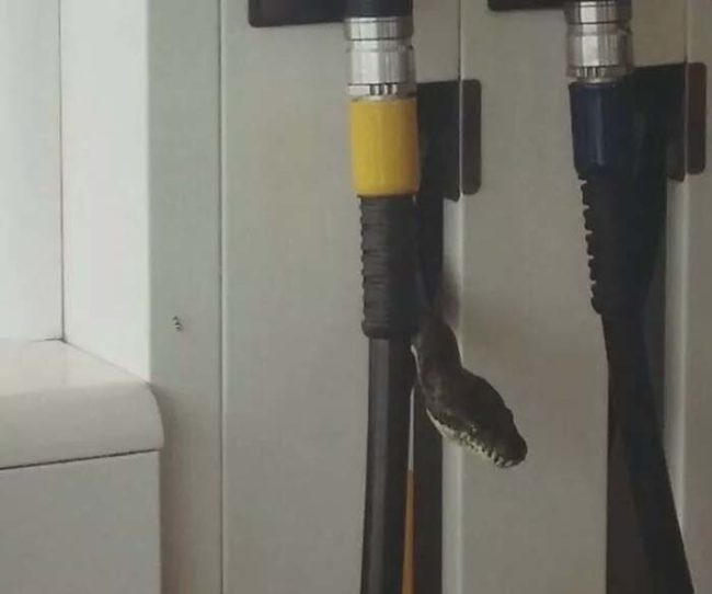 This Australian gas station has some very slithery attendants.
