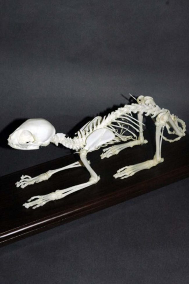 They don't just sell human bones. You can even snag an animal skeleton or two.