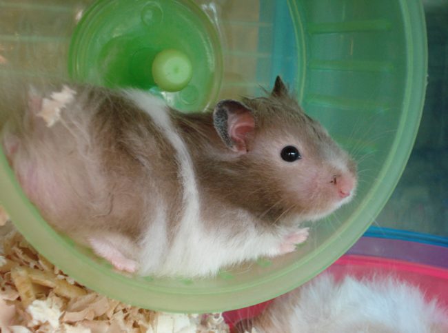 Why do hamsters run on wheels?