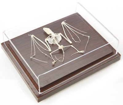 Get a bat skeleton for the real weirdo in your life.