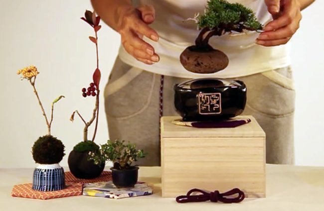 To get a full bonsai set, you need to at least pledge $200.