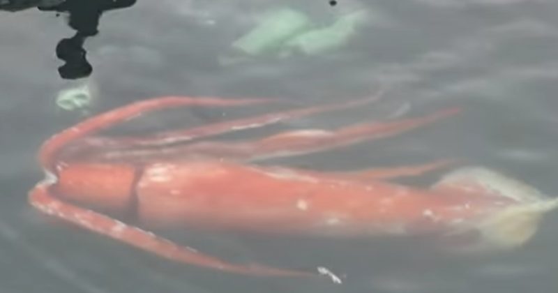 A Giant Squid Was Just Caught Chilling In A Japanese Bay - Buzzing Lives